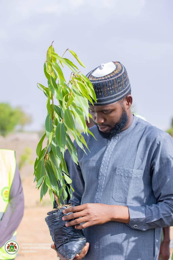 Kano's Tree Kano Opens Applications for Seedlings as State Targets 10 Million Trees ...
